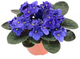 Afrička ljubica - Saintpaulia ionantha