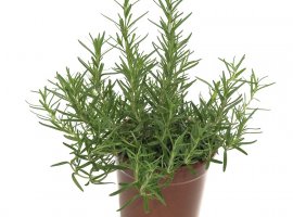 Ružmarin puzeći - Rosmarinus prostratus