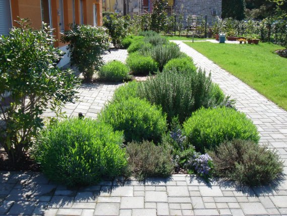 Gredica s aromaticima u Umagu