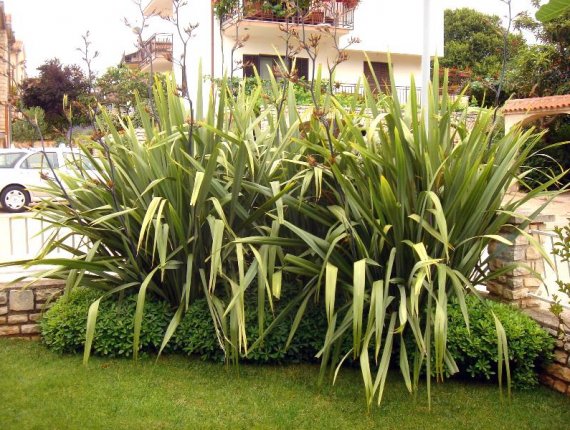Vrt u Novigradu - Phormium (Novozelandski lan)